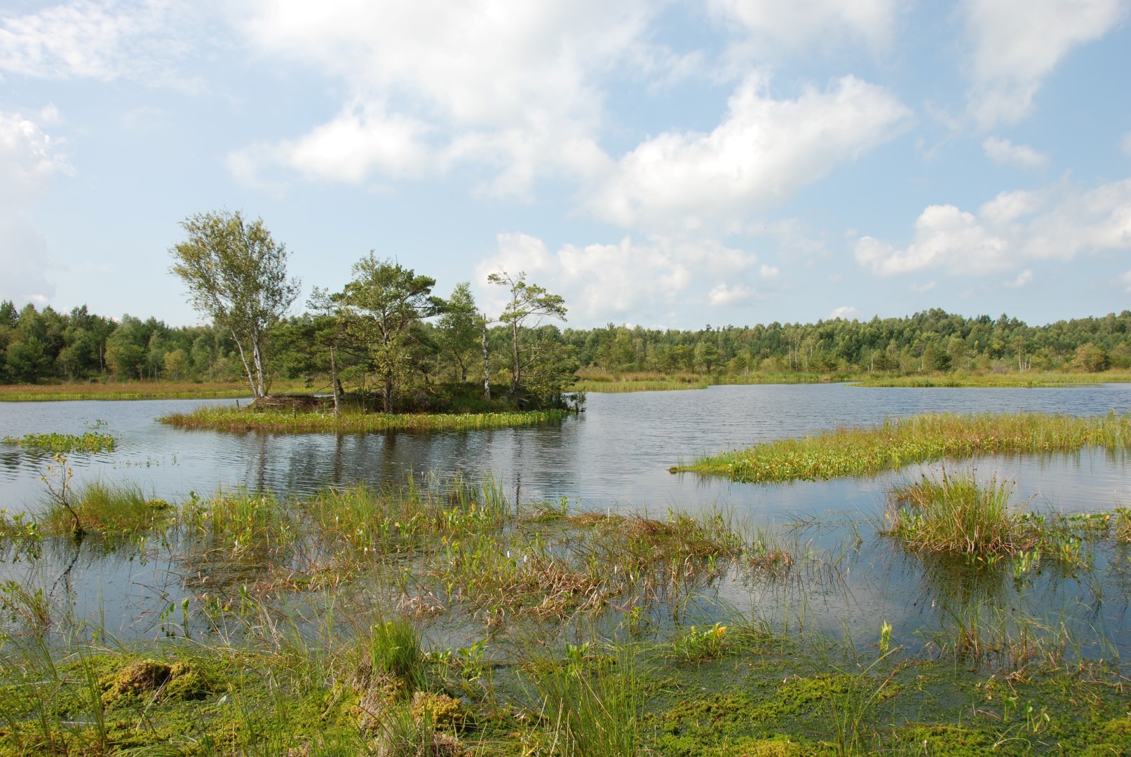 Peatland regenerating after peat extraction